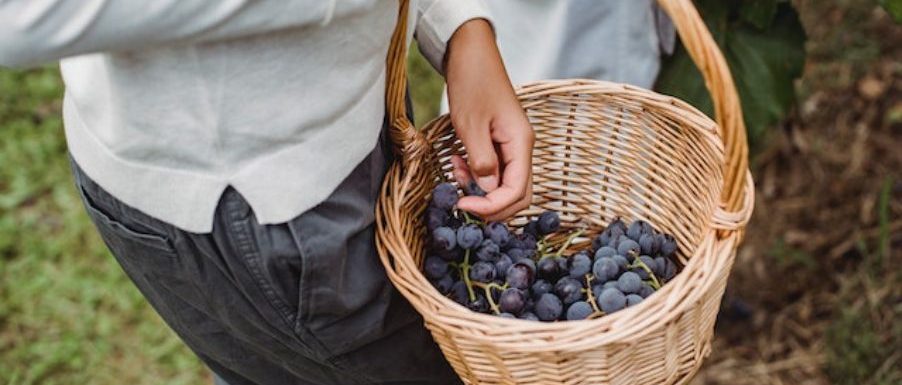 Видове червено италианско вино и как да изберете